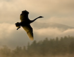 Trumpeter Swan In Flight